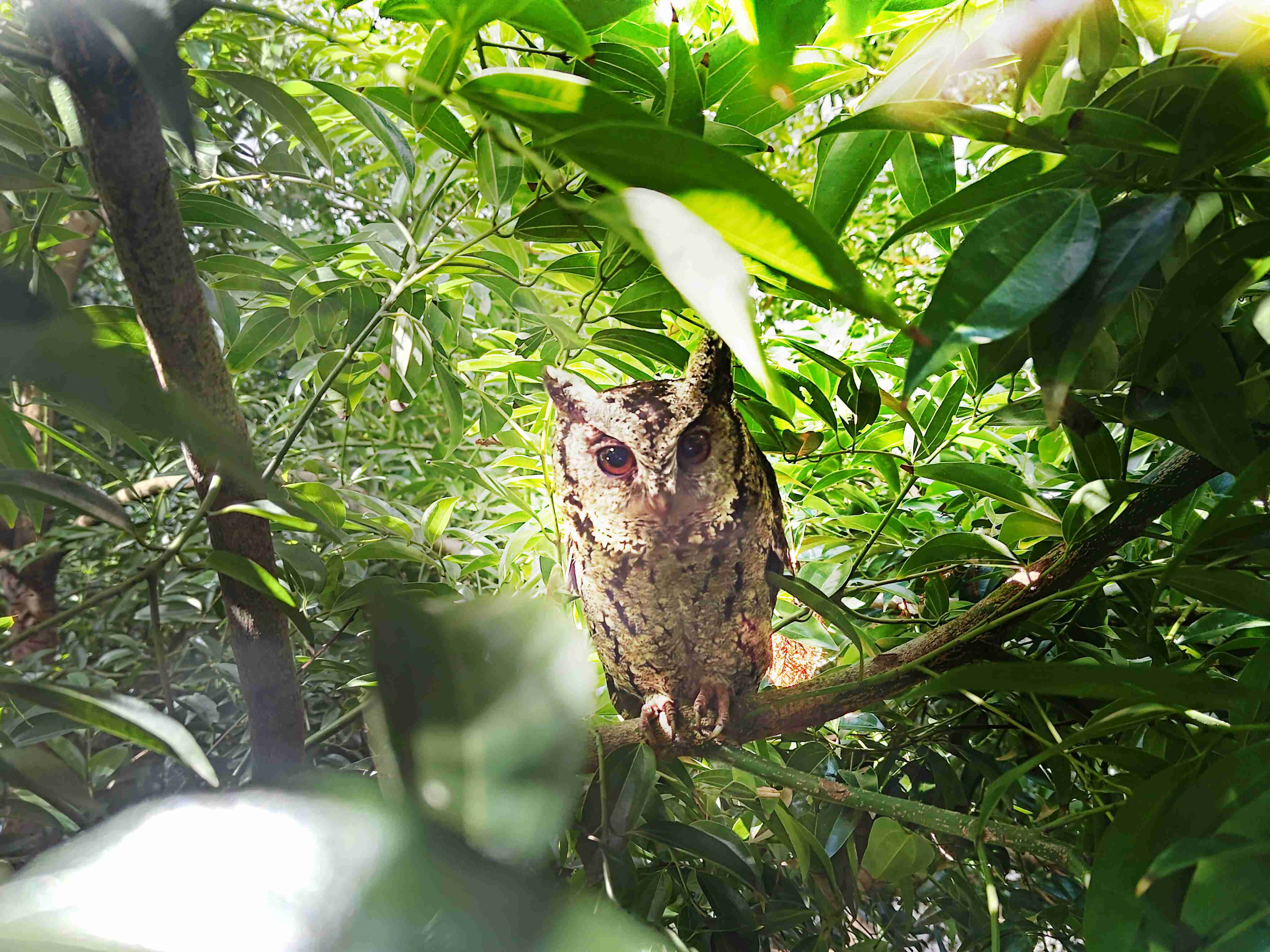 开云电子致力提倡净零绿生活，，16年以来在全球各厂区植树逾百万棵，，，造就各厂区树木蔚然成林，，，犹如森林工厂，，成为许多生物的栖息地